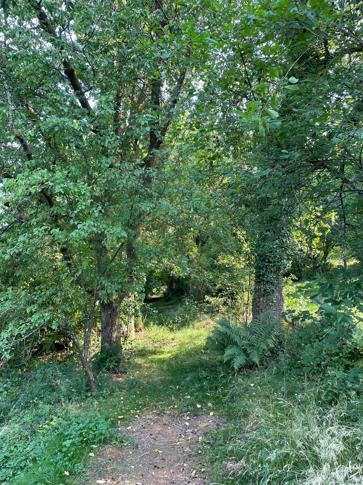 Garten